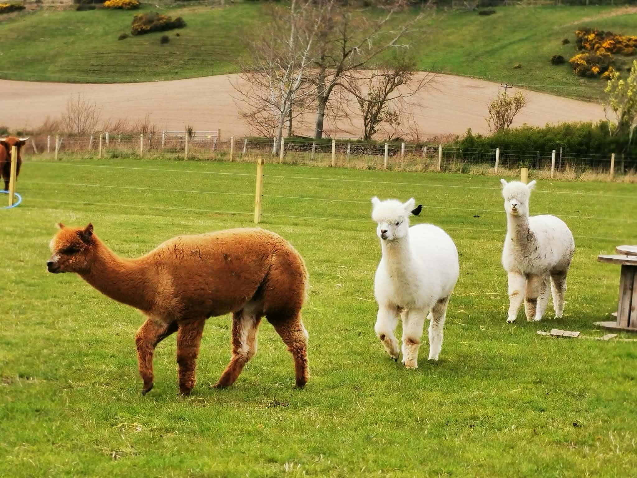 Alpacas at Invercannich Farm near Glen Affric