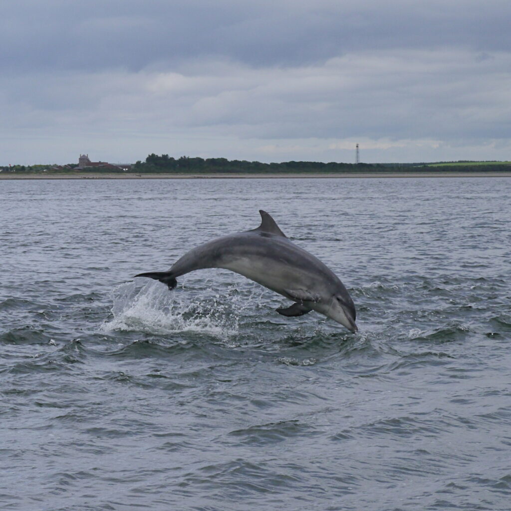 Dolphin leaping from the sea at Chanonry Point near Fortrose