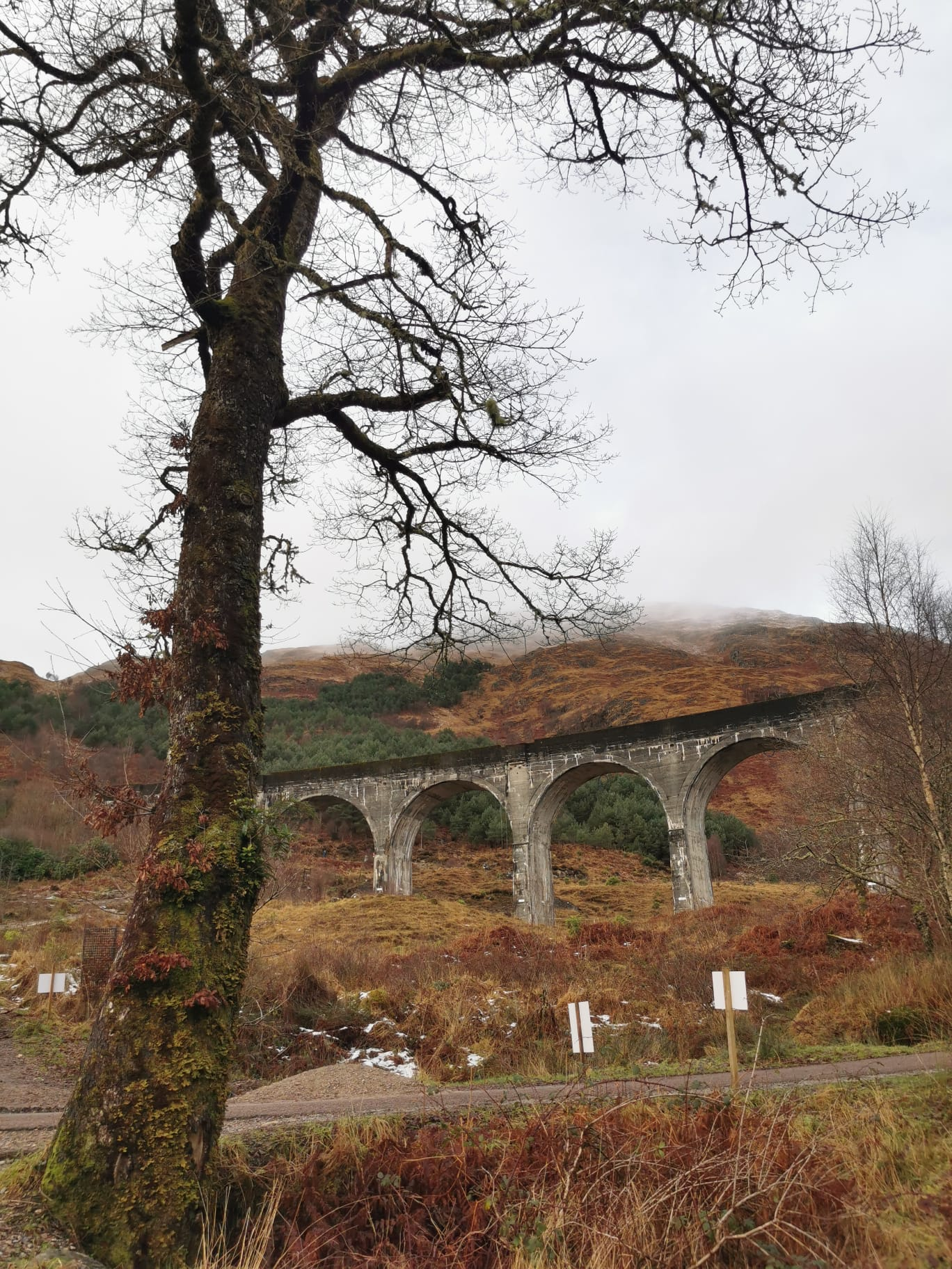 Glenfinnan Viaduct framed by a winter tree.