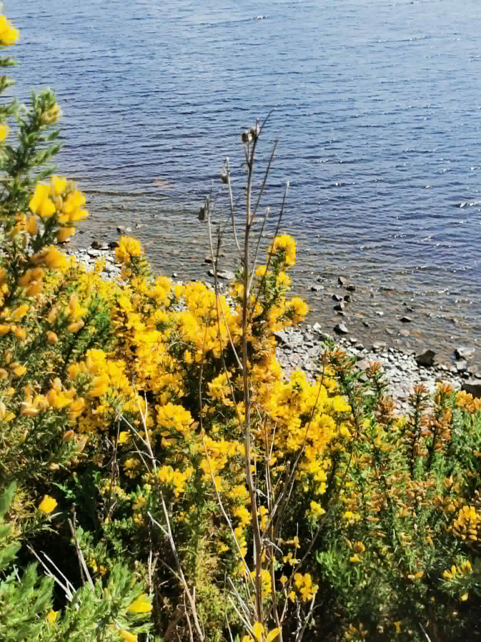 Yellow flowers on the shores of the loch