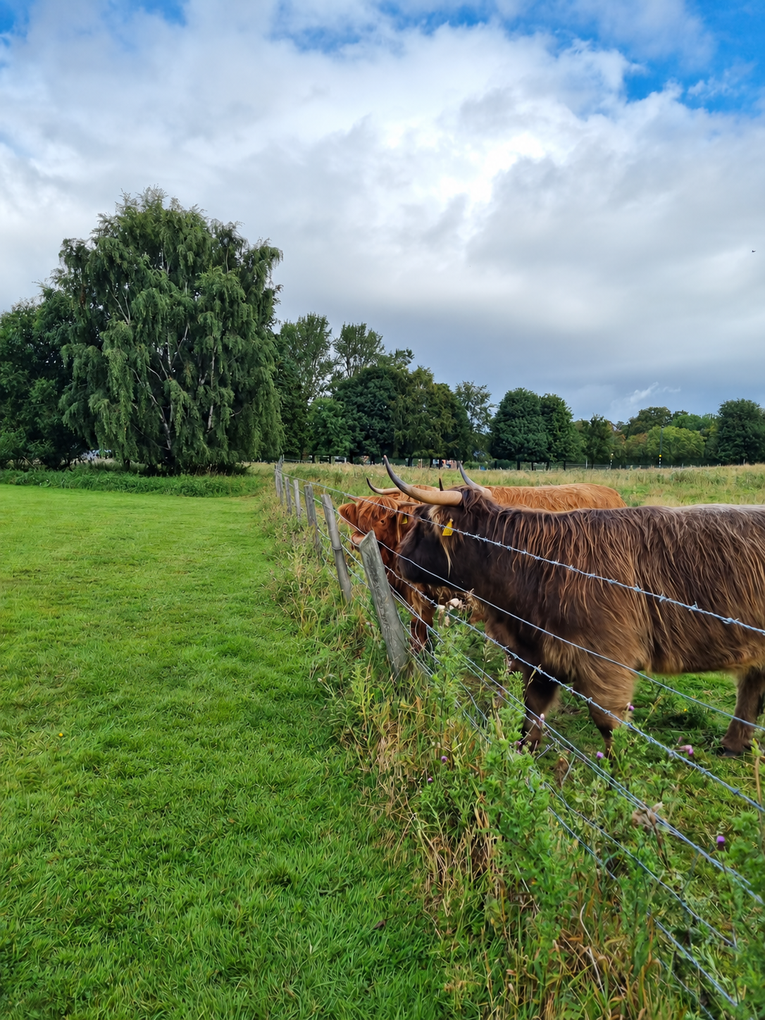 Highland cows beside a fence in a rural landscape
